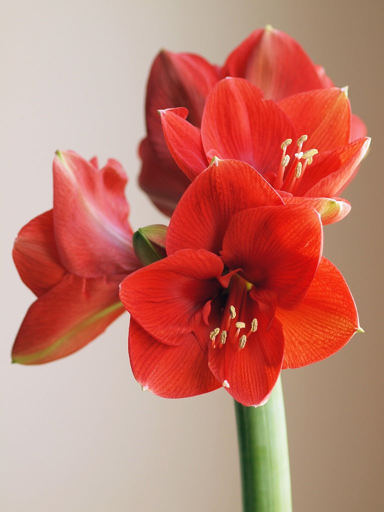 Amaryllis Bulb by The Flower Studio Oxford