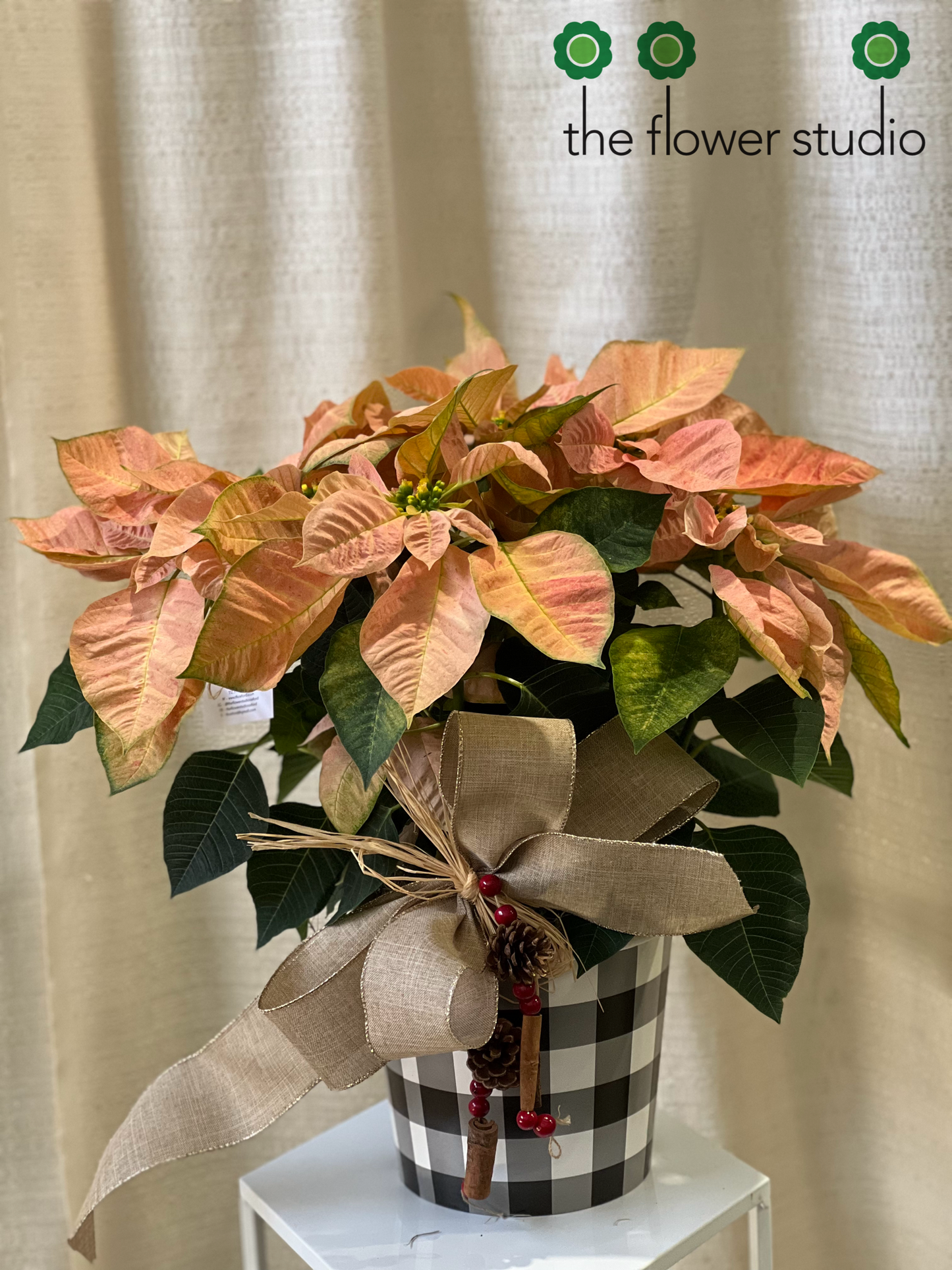 Single Pink Poinsettia - Novelty