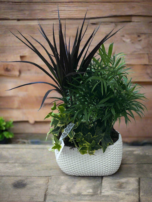 Petite Dish Garden