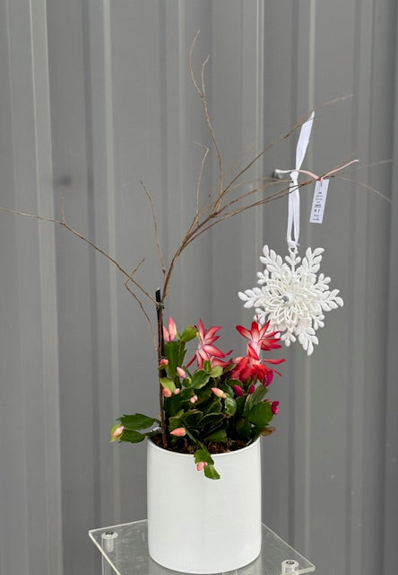 Christmas Cactus By The Flower Studio Oxford