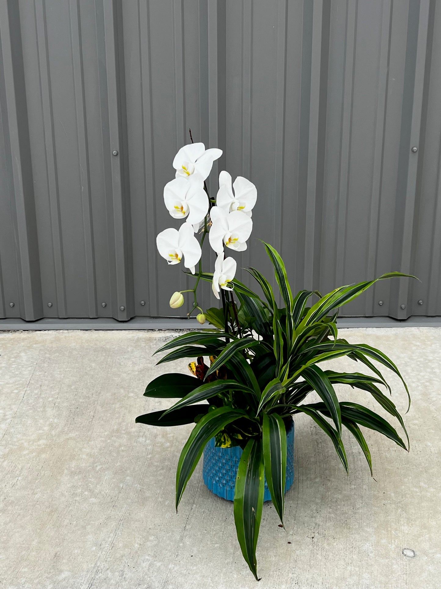 Orchid Garden
