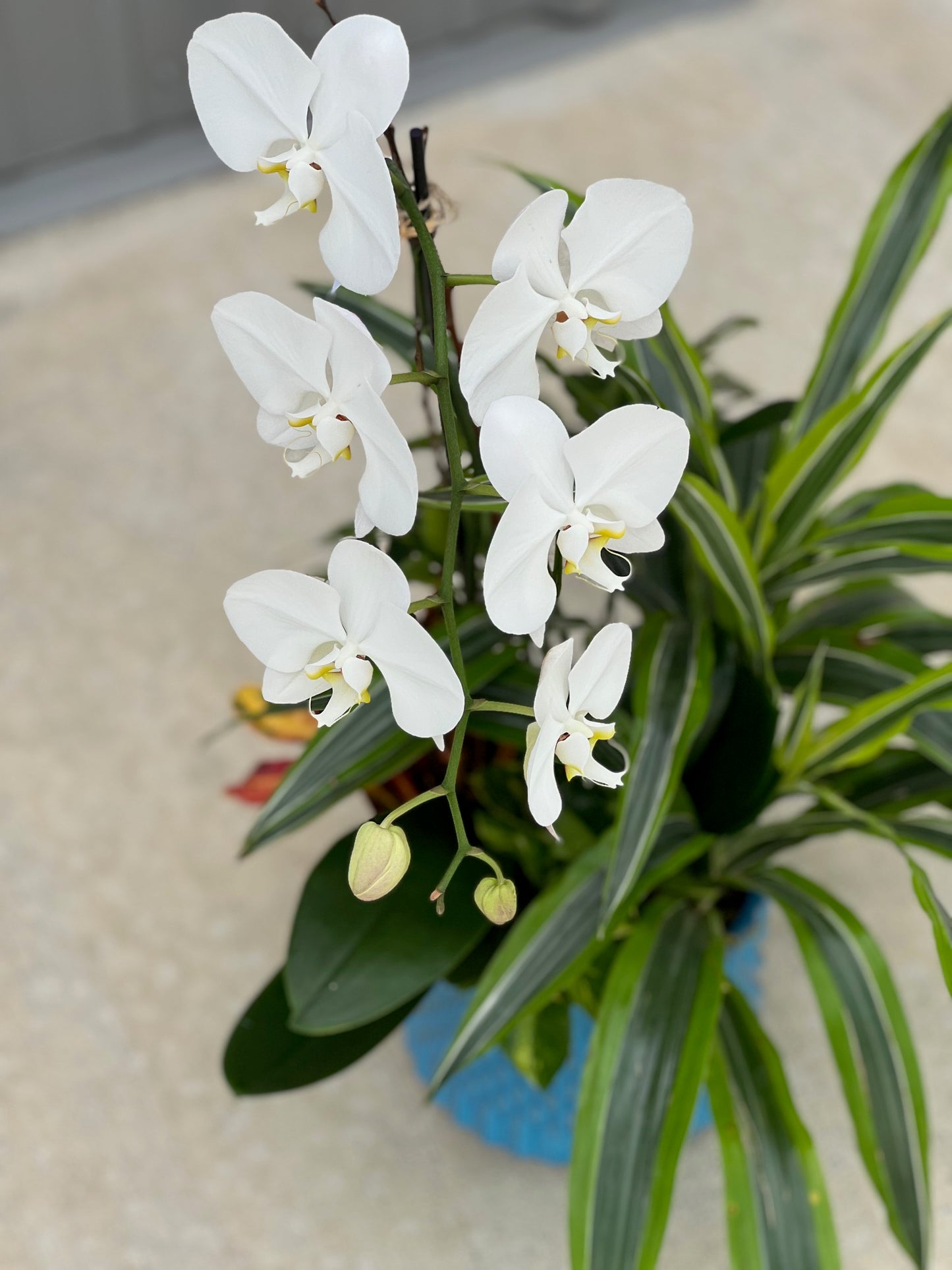 Orchid Garden