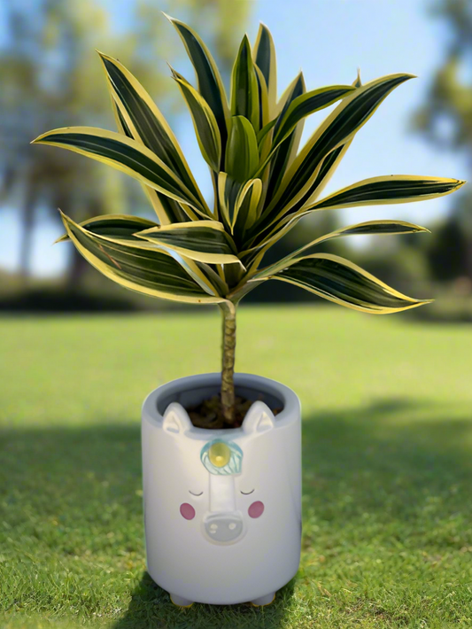 Flora