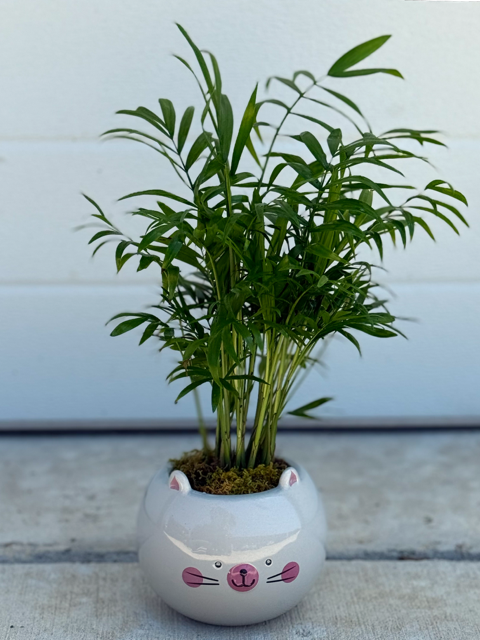 Meowgical Planter