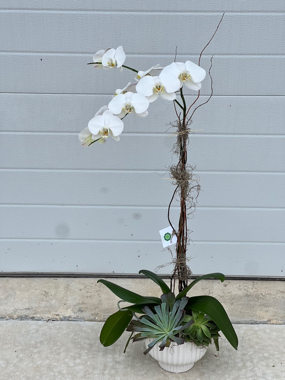 Orchid Plant + Succulents