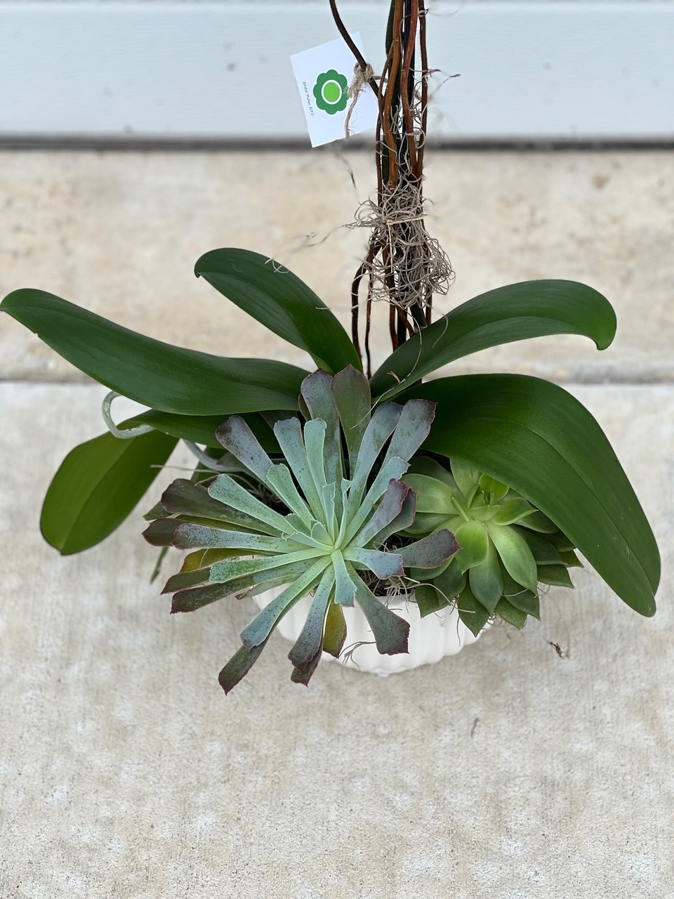 Orchid Plant + Succulents