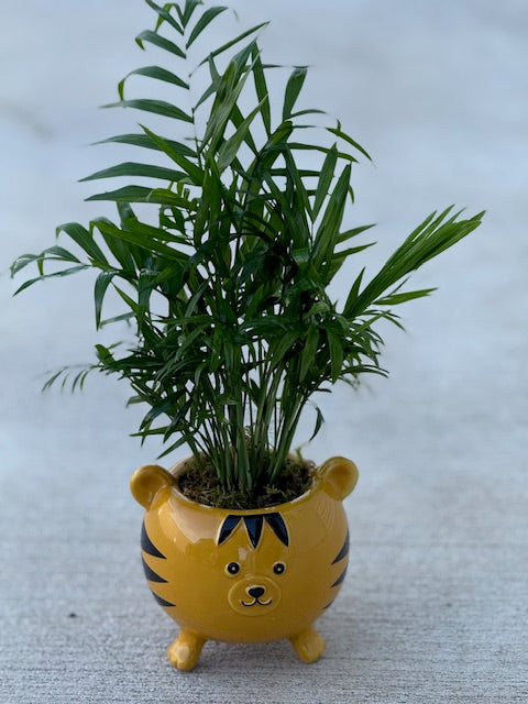 Roar | Planter