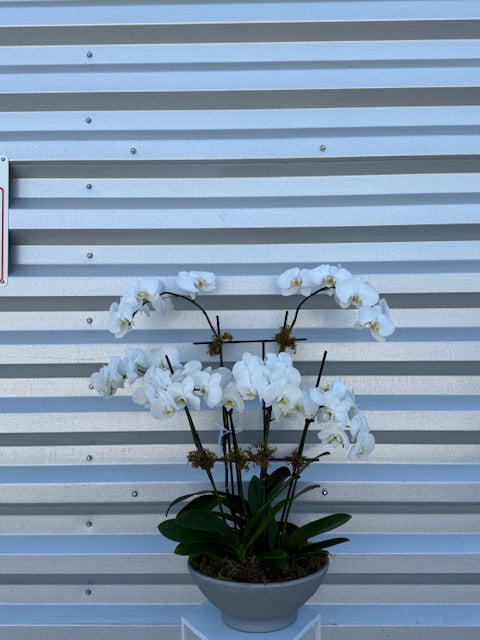 Gorgeous Orchid by The Flower Studio Oxford