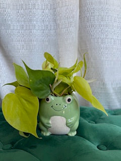 Freddy | Planter