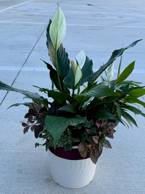 Dish Garden