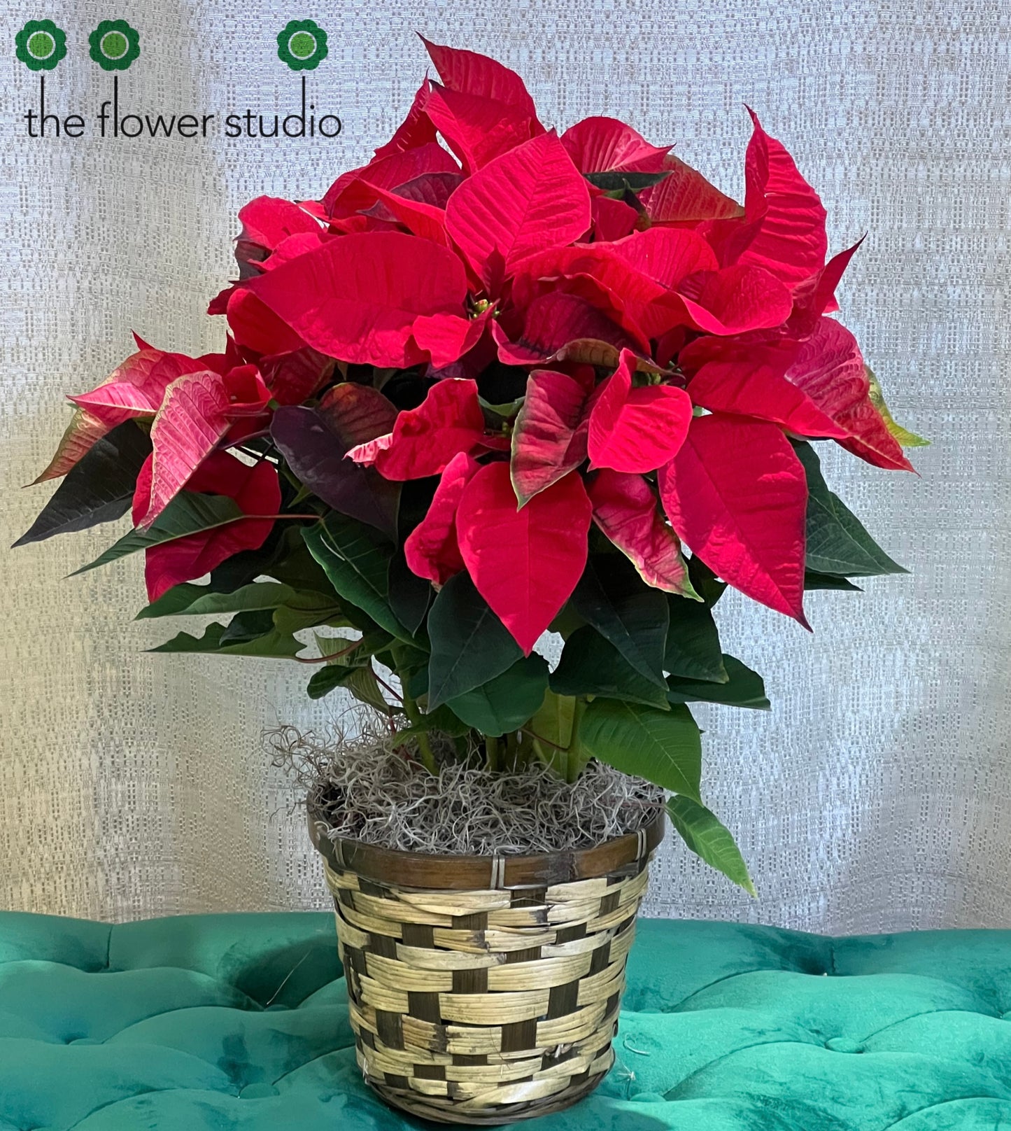 Red Poinsettia - Traditional