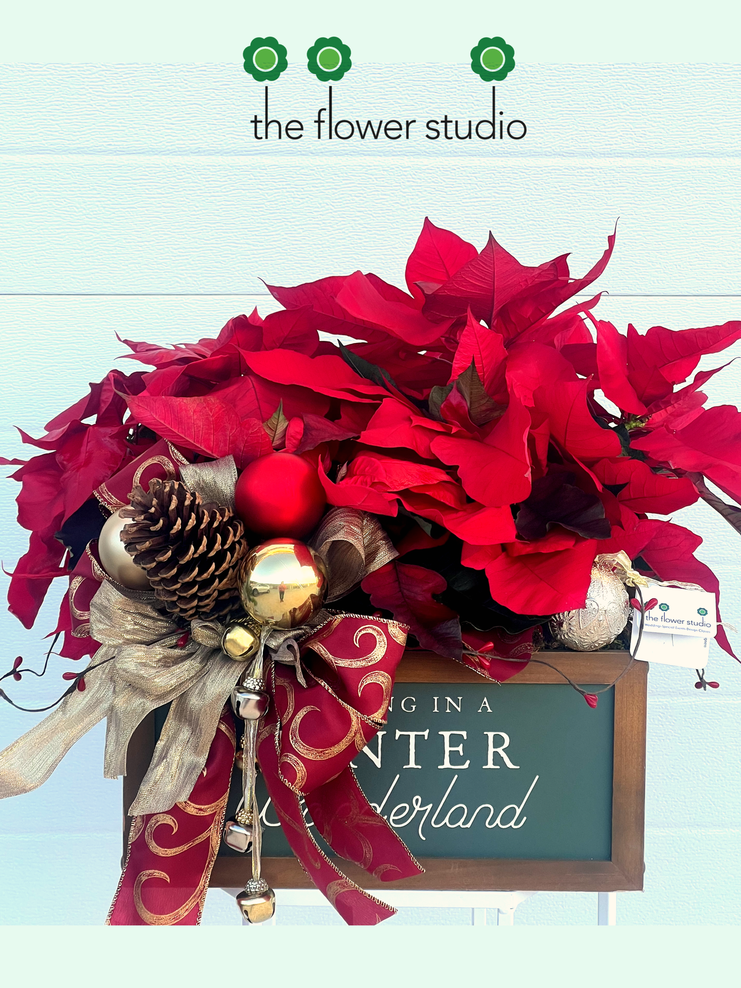 Lush Poinsettia Holiday Planter by The Flower Studio Oxford