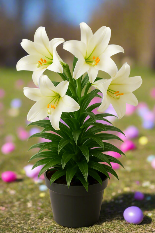 Easter Lily