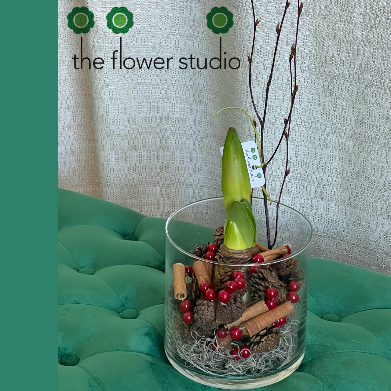 Amaryllis Bulb by The Flower Studio Oxford