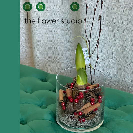Amaryllis Bulb by The Flower Studio Oxford