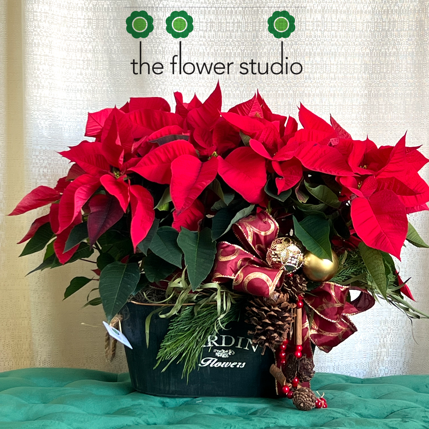 Double Red Poinsettia - Traditional