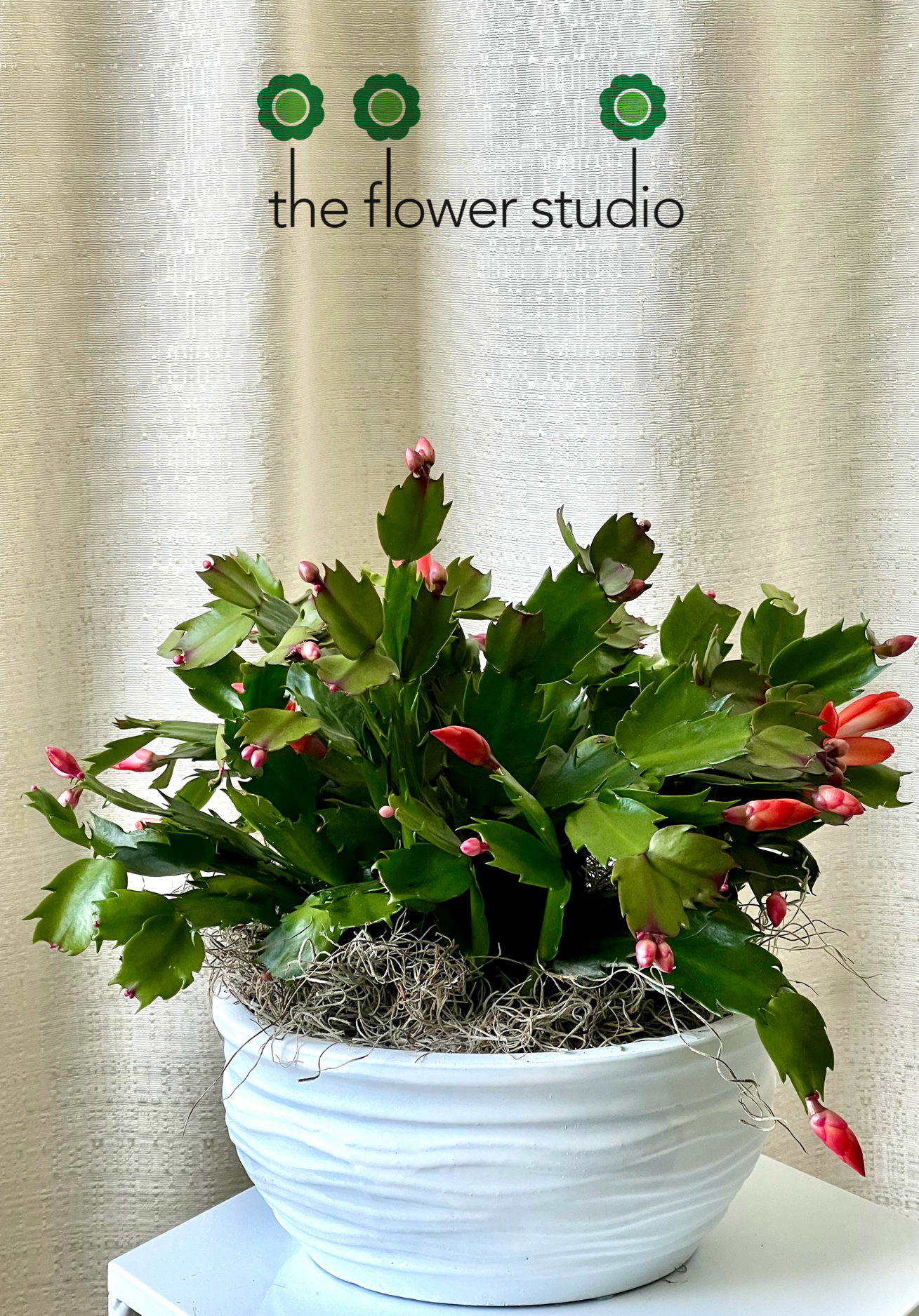 Christmas Cactus