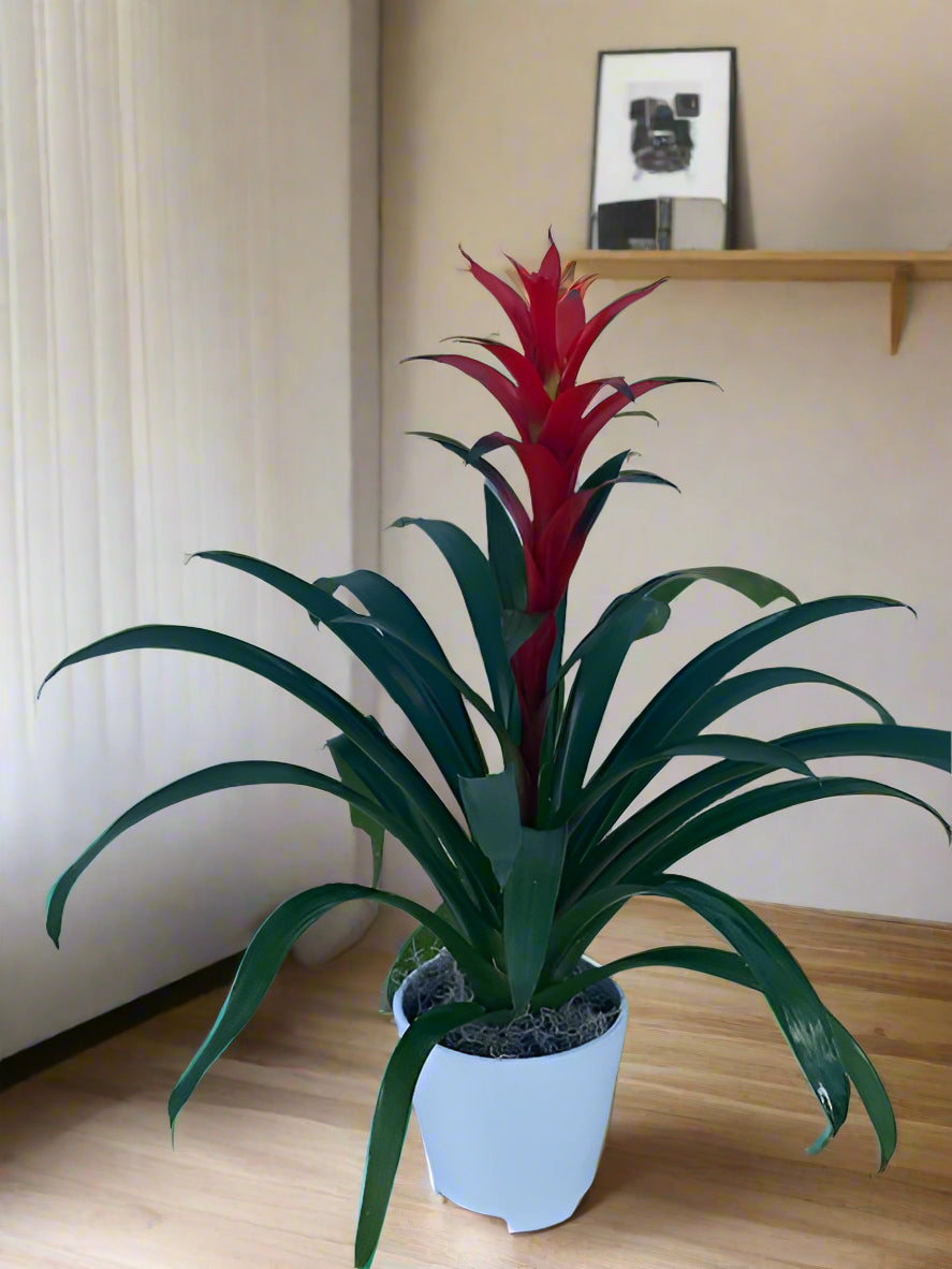 Bromeliad Plant