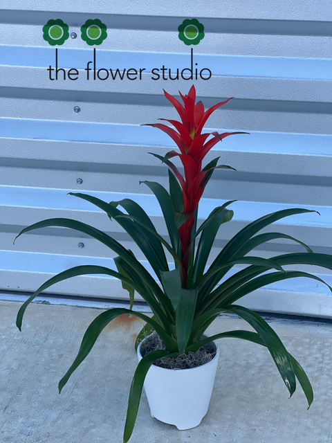 Bromeliad Plant