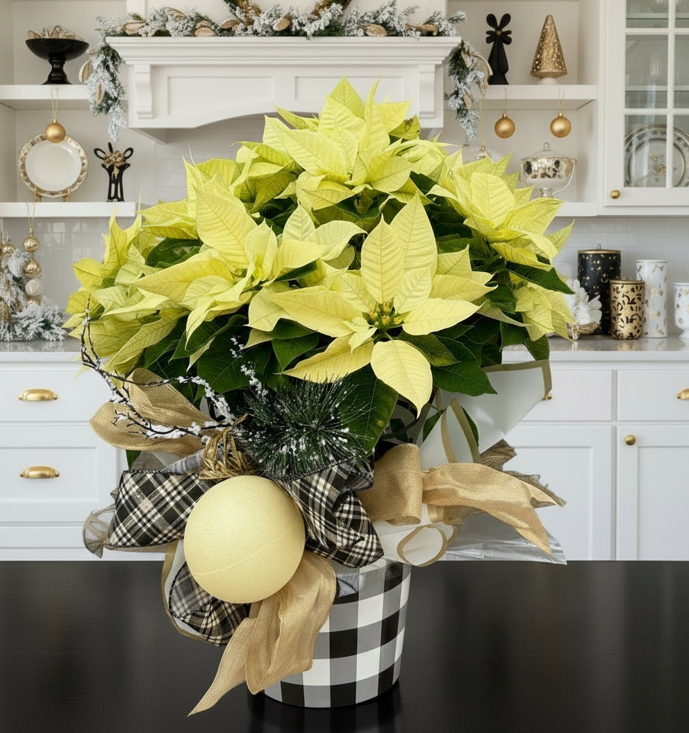 White poinsettia plant