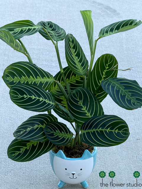 Whisker | Planter