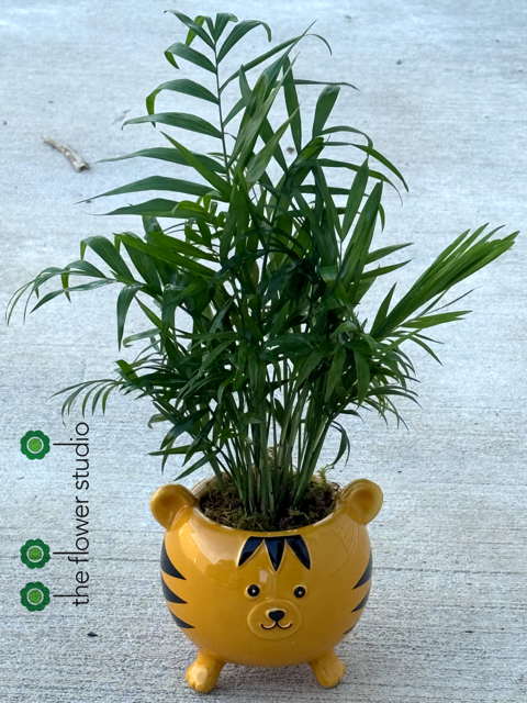 Roar | Planter