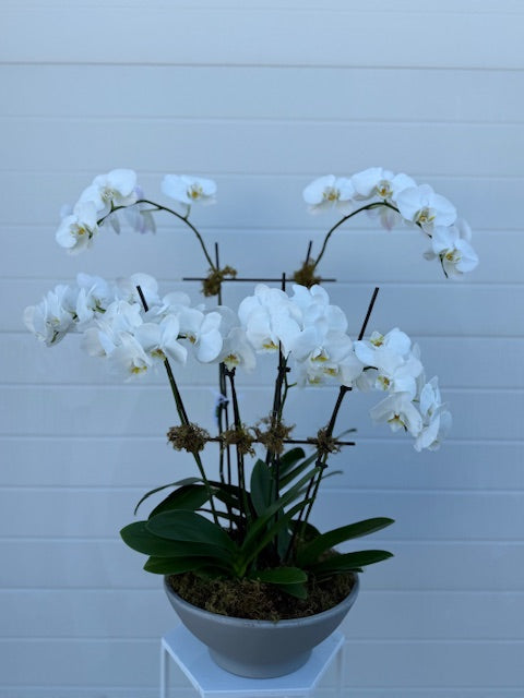 Gorgeous Orchid by The Flower Studio Oxford