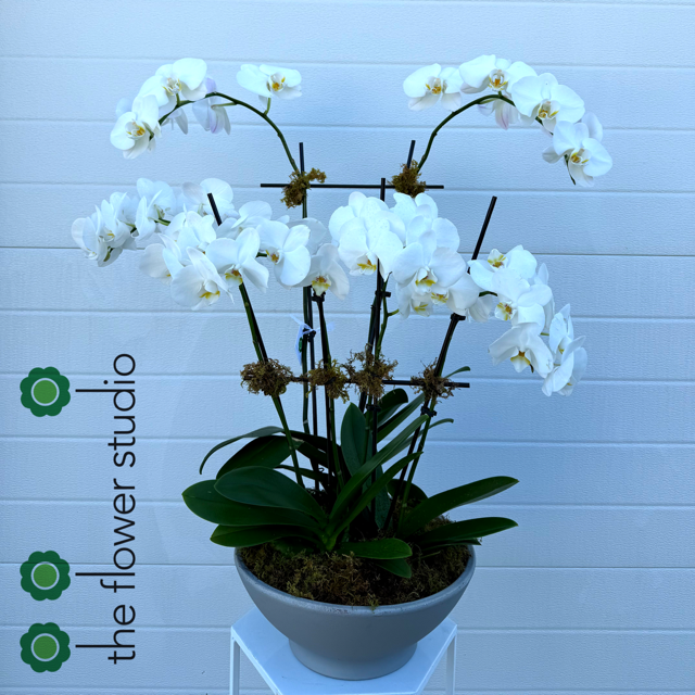 Gorgeous Orchid by The Flower Studio Oxford