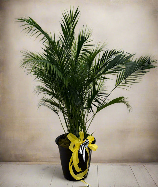 Large Green Plant