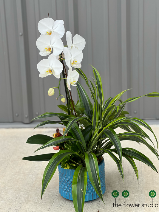 Orchid plant + green plants in a ceramic container